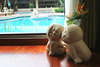 Patong Paragon Hotel 
